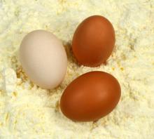 whole  egg  powder, egg  yolk powder,  egg  white powder, egg  shell powder