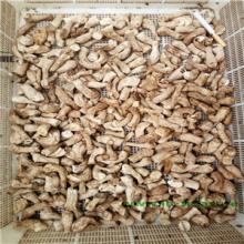 Dry mushroomsfeet ,shiitake feet,lentinus edodes feet