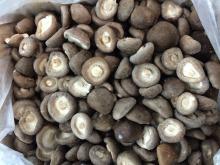 IQF  shiitake   mushroom ,  frozen   shiitake 