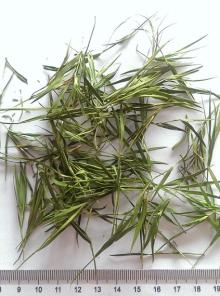natural bamboo green tea