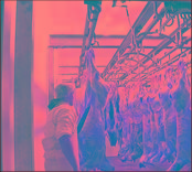 FROZEN VENISON