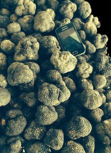  Fresh   Black   Truffle s
