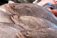 Barramundi Whole Round