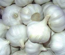 Fresh Galics for sale