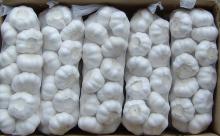 Fresh/ Frozen Betel Nut, Areca Nut
