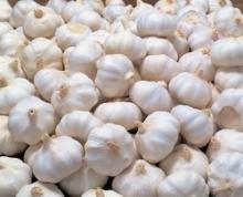  2012 ' Fresh Normal White Garlic / Red Galic in 10kg/Carton with Different Size -Hot Sale !!!