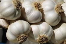 China  old  crop fresh garlic,normal white garlic, c old  store galic