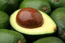 Best Quality Fresh Avocado For Sale