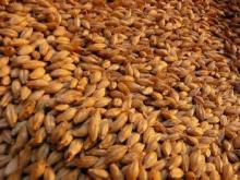 barley malt