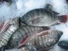 FROZEN WHOLE TILAPIA