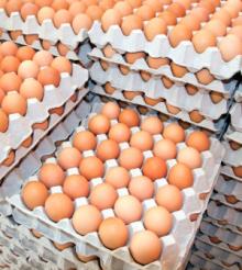 Fresh Chicken Eggs/white and brown table eggs