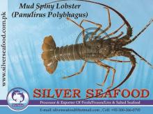 Live Mud  Spiny   Lobster  (Panulirus Polyhagus)
