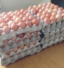 Farm fresh table egg / Broiler Hatching Eggs Cobb 500 and Ross 308 / Broiler  day  old  Chicks  for sale