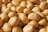 Fresh Potato High Quality GRADE