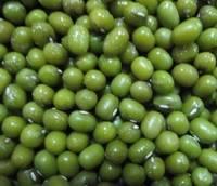 New Crop Green Mung Bean for Sale