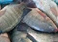 Cheap price Whole Tilapia for sale