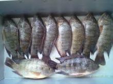 Cheap price Makere,Tilapia,Bar Fish,Shark etc for sale