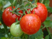 Fresh Tomatoes with competative prices