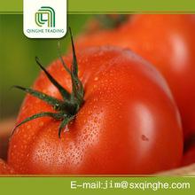 Fresh Tomatoes available in stock