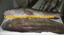 fresh fish and frozen fish from mauritania