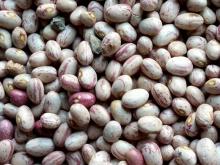  LIGHT  SPECKLED KIDNEY  BEAN S HUANAN TYPE