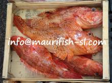 fresh grouper, Yellow grouper , sea bream, scorpion fish , lobster, red Pandora , calamar , shrimp ,