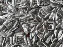 BLACK SUNFLOWER SEEDS