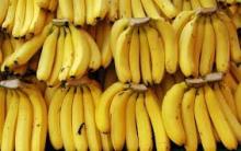 Natural cavendish banana