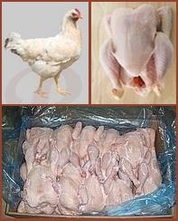 CHICKEN