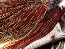 Rooster Feather