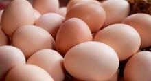 fresh table eggs, frozen chicken feet & paws, frozen sea food