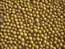  SPROUT ING  SOYBEAN S
