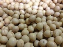 Soy Beans