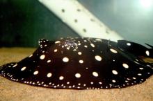 Freshwater Polka Dot Stingray Fish