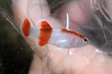 Peppermint Angelfish