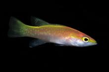 Golden Basslet  Fish 