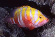 Neptune Grouper Fish