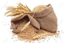 Wheat grain