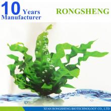 Factory supply seaweed extract Fucoxanthine