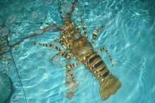 Live lobster Vietnam