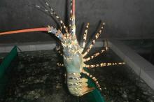 Live flower lobster Vietnam