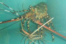  Tropical  Spiny Lobster  Vietnam 