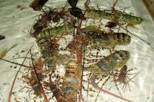 Live Tiger Lobster Vietnam