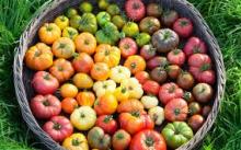  tomato es  seed s