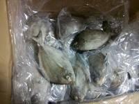 Frozen  Black   Pomfret 