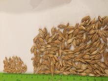 Spelt Grain