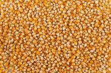 Yellow  Corn   Maize 