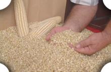 White Corn,White Maize