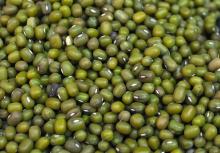green  mung   bean , bean s