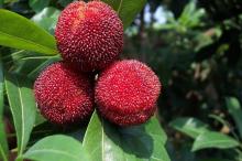 High Quality Pure Dihydromyricetin from Vine Tea Extract